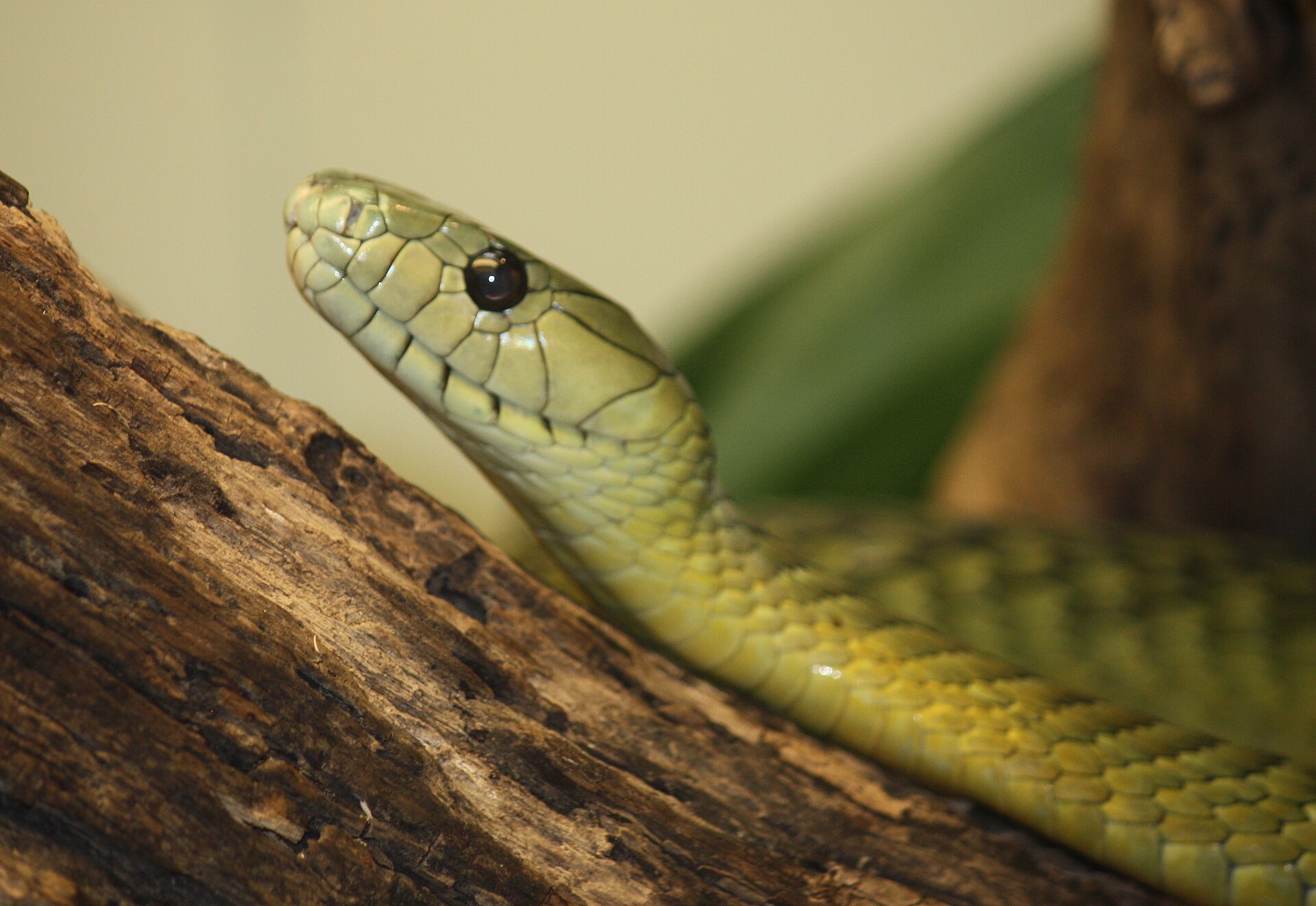 Mamba jamesonova