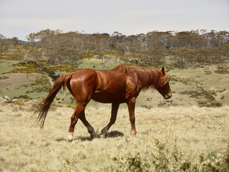 Brumby