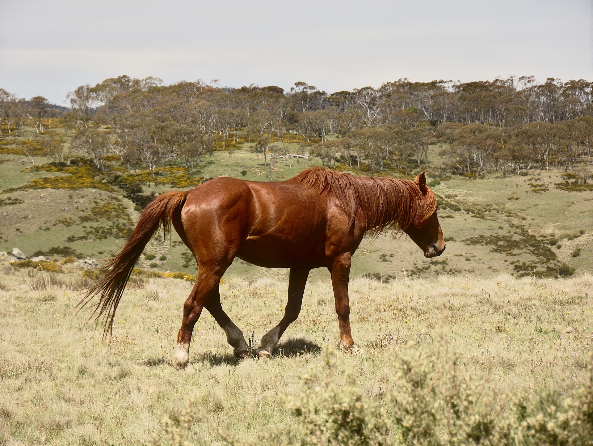 Brumby