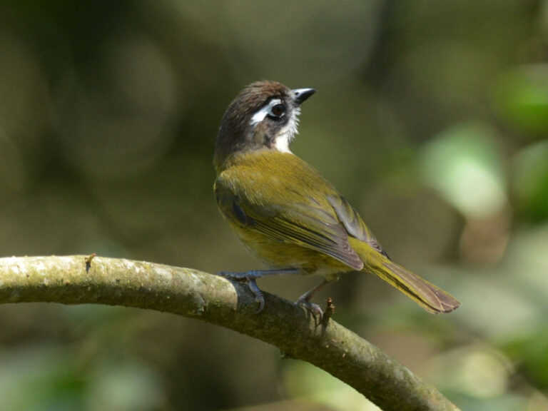 Tangara křovinná (Chlorospingus ophthalmicus)