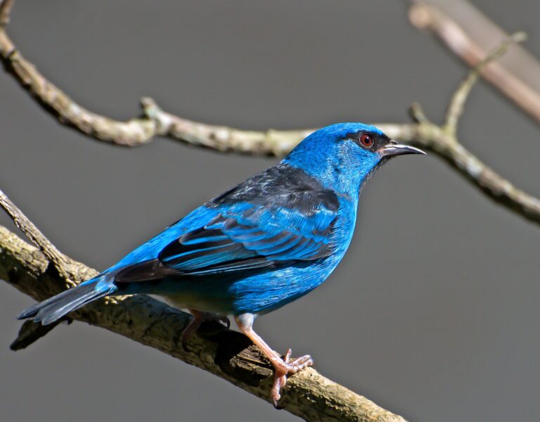 Pitpit modrý Pitpit modrý (Dacnis cayana)
