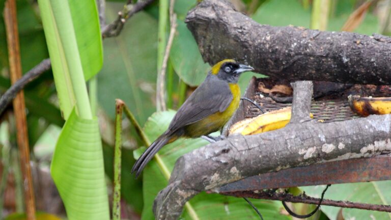 Tangara cassinova (Mitrospingus cassinii)