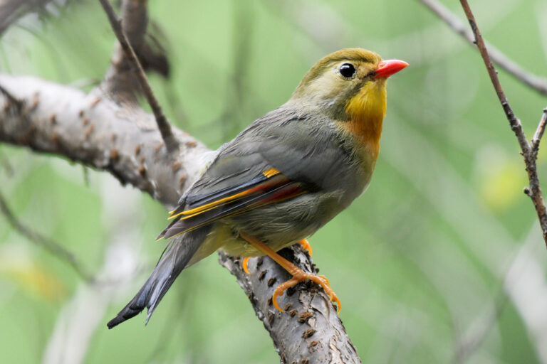 Timálie čínská (Leiothrix lutea)