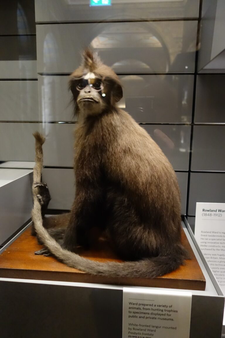 Hulman běločelý (Presbytis frontata)