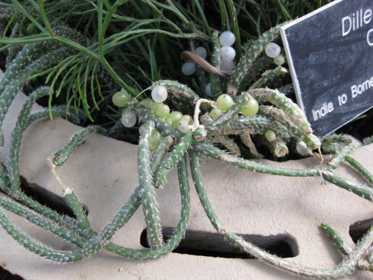 Rhipsalis bobulnatá