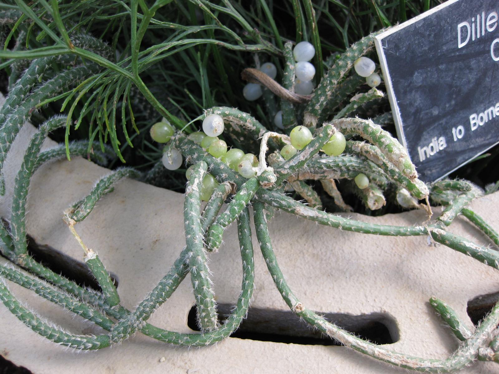 Rhipsalis bobulnatá