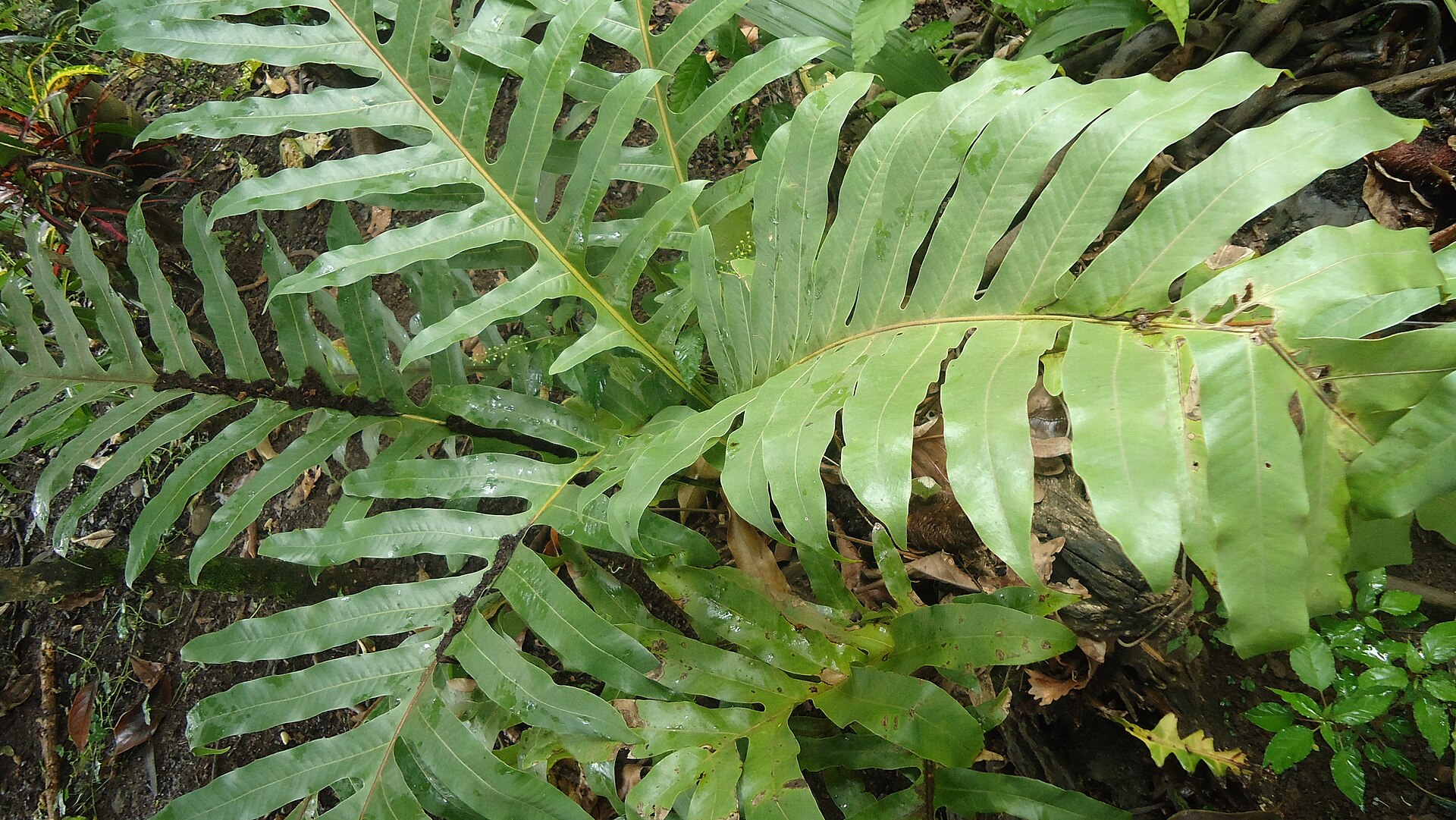 Drynaria dubolistá