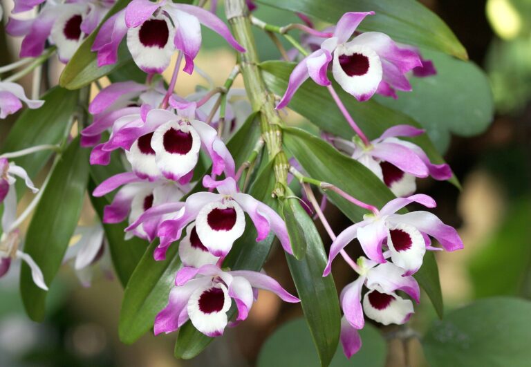 Dendrobium vznešené