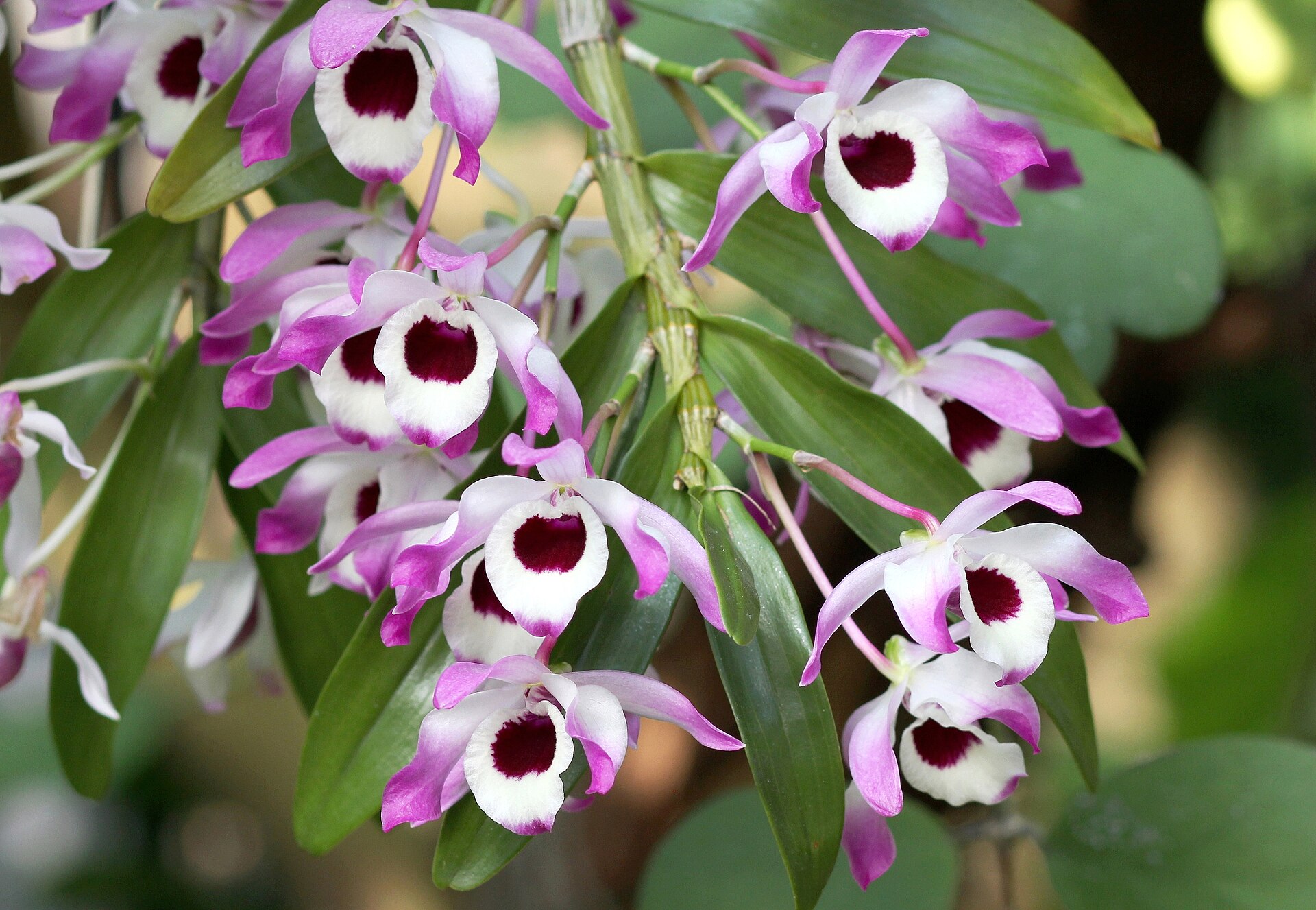 Dendrobium vznešené