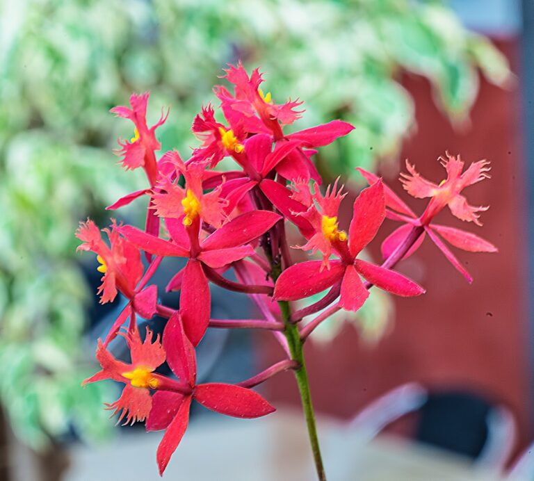 Epidendrum ibaguenské (Epidendrum ibaguense)
