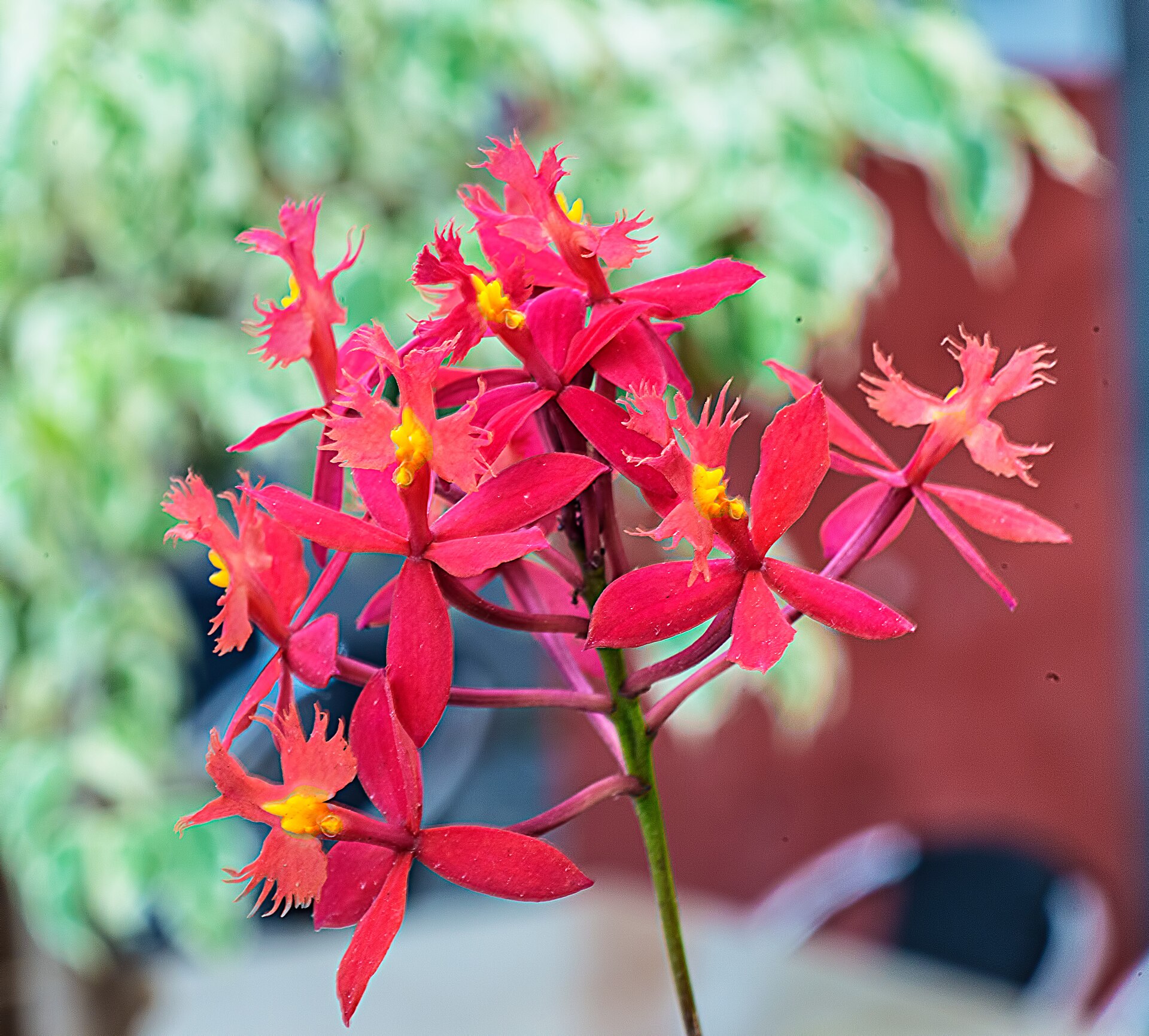 Epidendrum ibaguenské