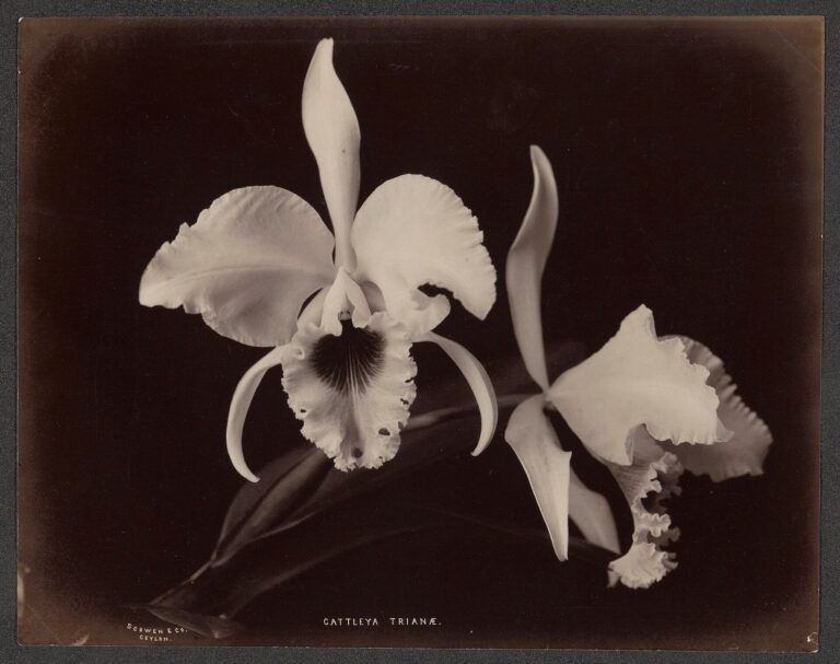 Katleja trianova (Cattleya trianae)