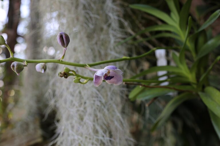 Vanda blankytná