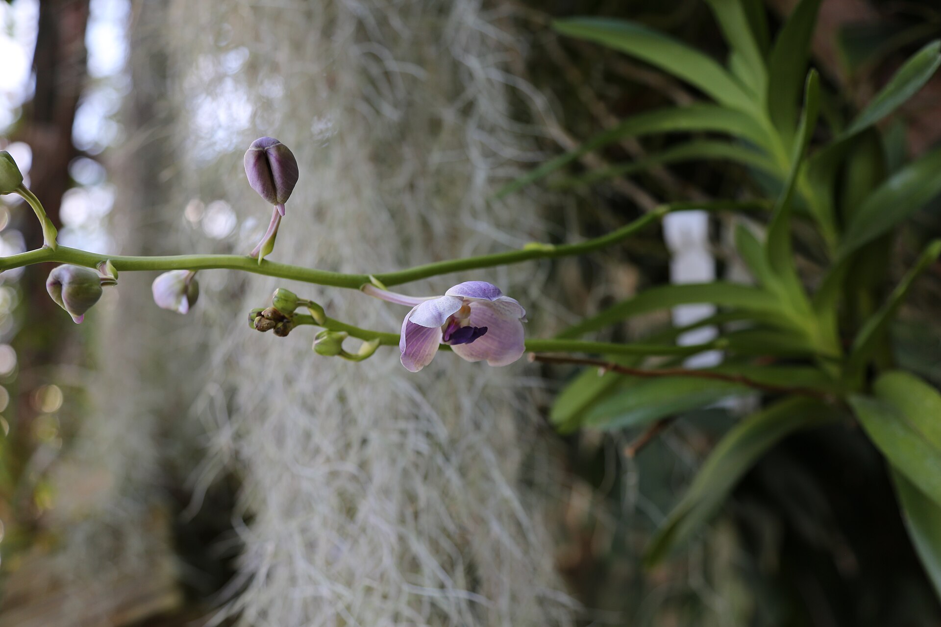Vanda blankytná