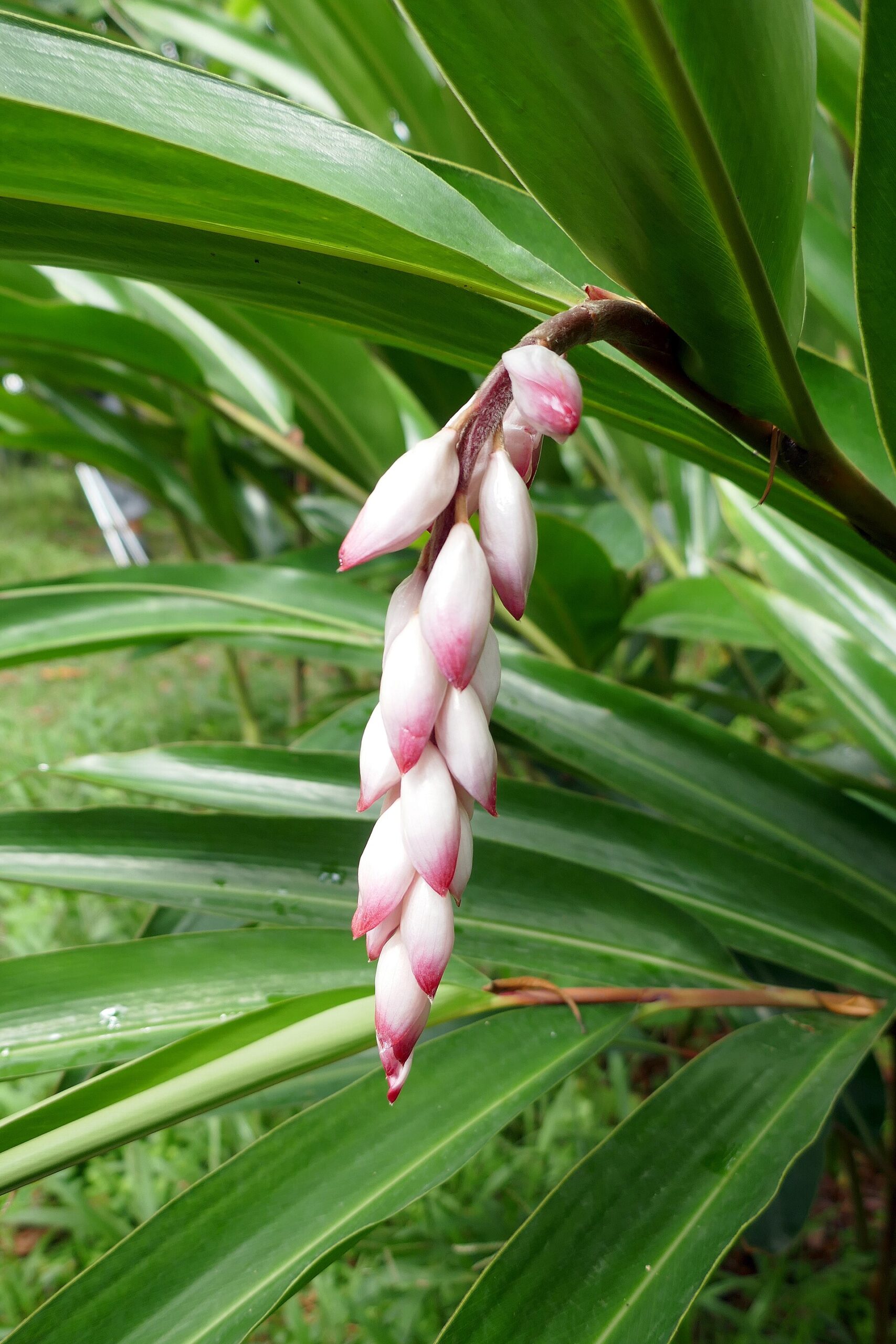 Alpinia zerumbet