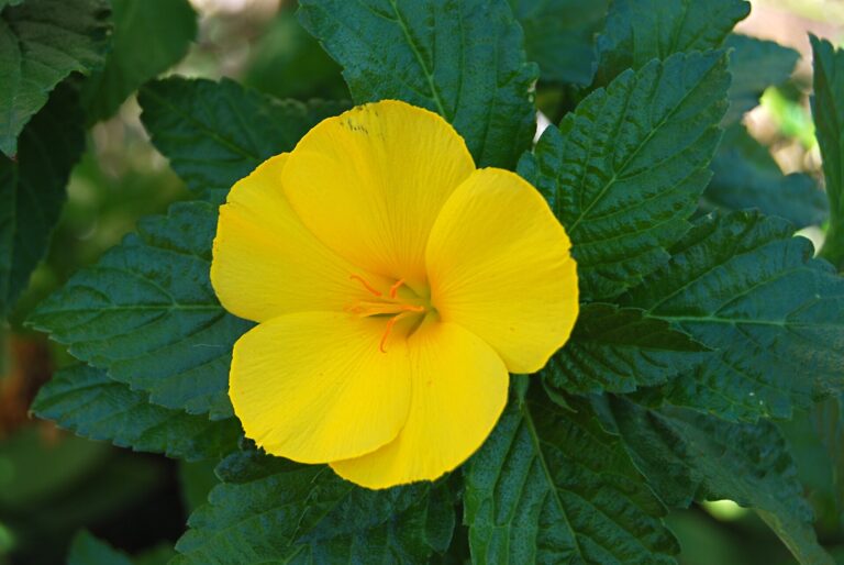Turnera jilmolistá Turnera jilmolistá (Turnera ulmifolia)