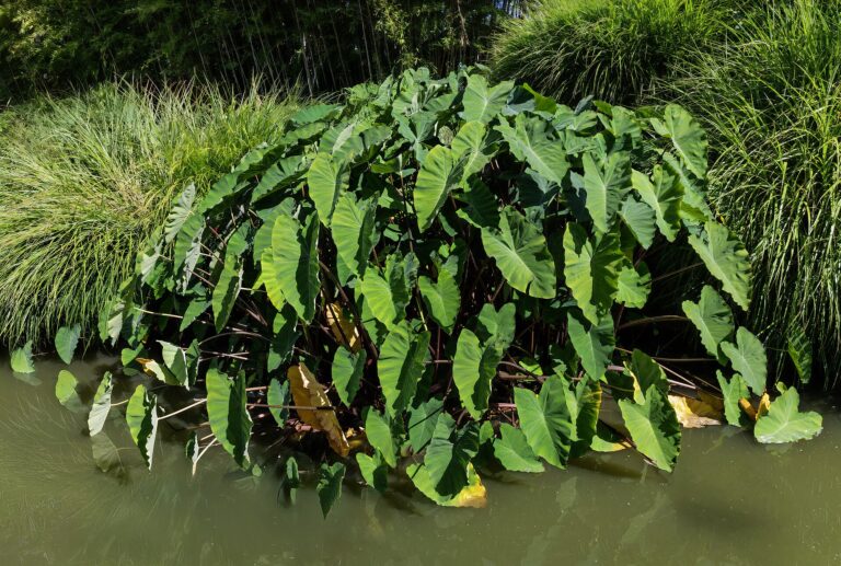 Kolokázie jedlá Kolokázie jedlá (Colocasia esculenta)