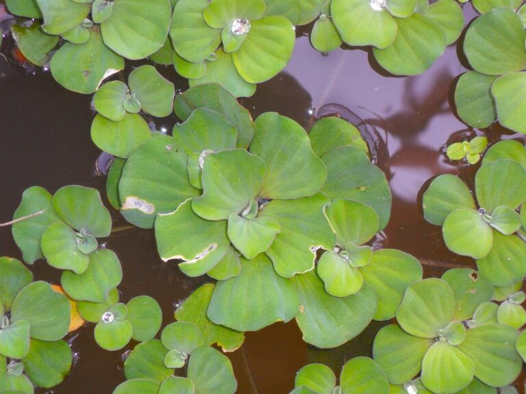 Babelka řazankovitá Babelka řazankovitá (Pistia stratiotes)
