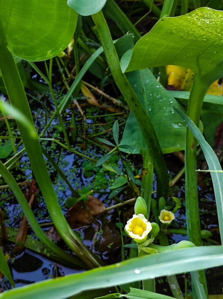Žabníkovka žlutá (Limnocharis flava)