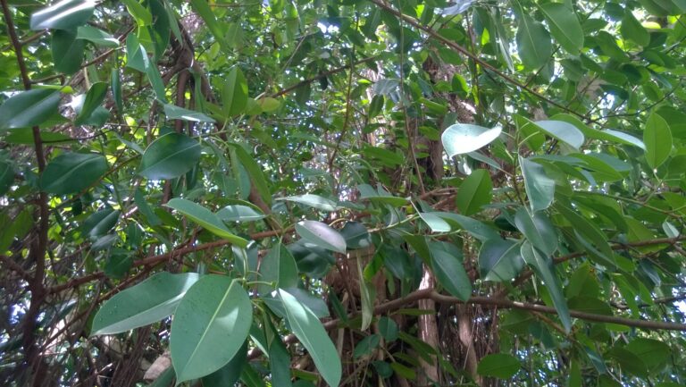 Fíkovník pryžodárný (Ficus elastica)