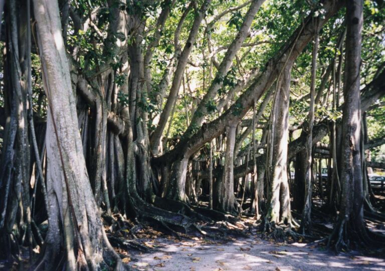 Fíkovník banyán Fíkovník banyán (Ficus benghalensis)