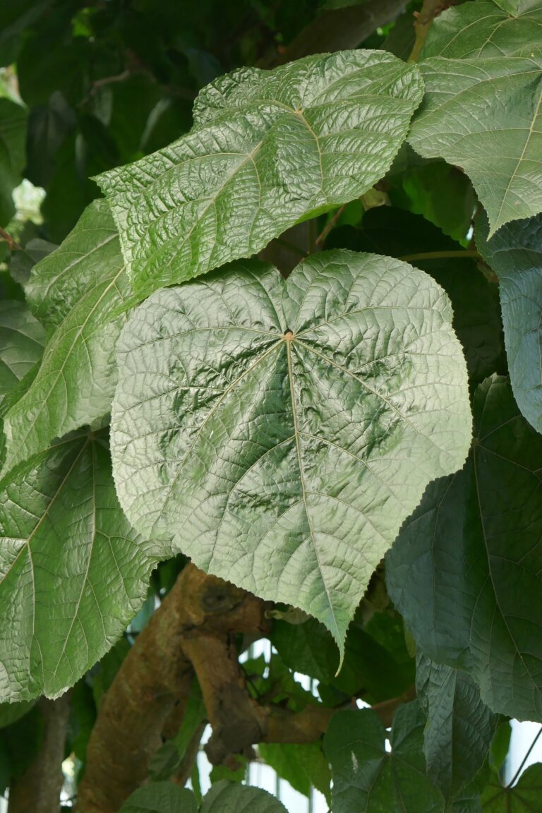 Dombeja Dombeja (Dombeya wallichii)