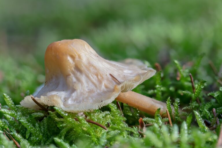 Slizečka ocasatá (Oudemansiella radicata)