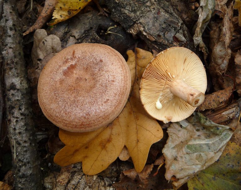 Ryzec dubový (Lactarius quietus)