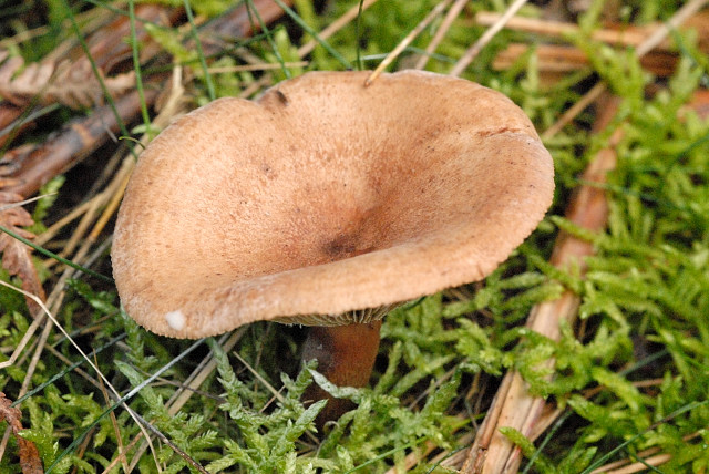 Ryzec hnědý