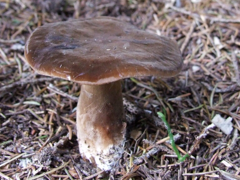 Ryzec smoločerný (Lactarius picinus)