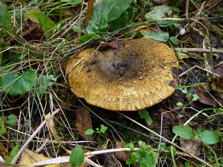 Ryzec šeredný Ryzec šeredný (Lactarius turpis)