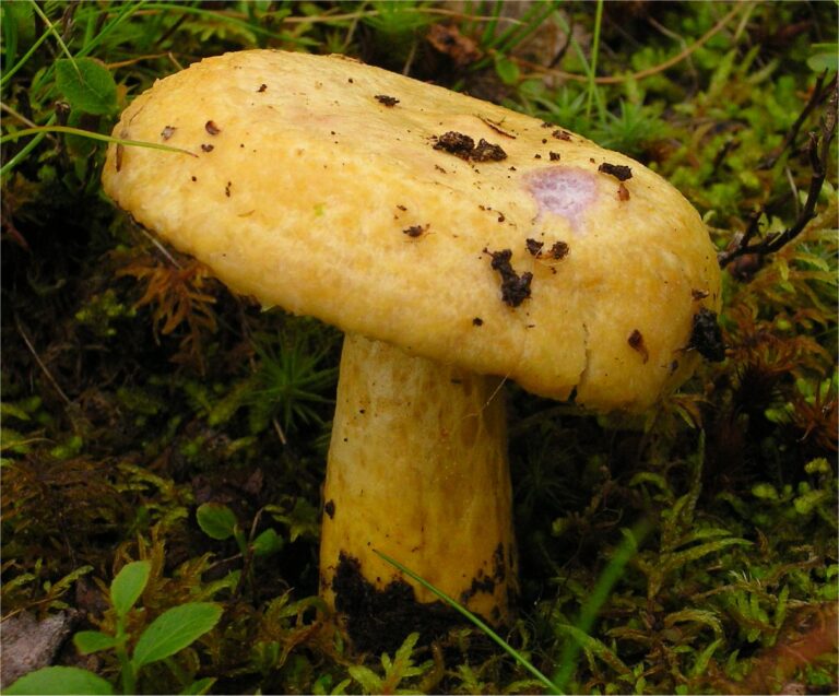 Ryzec honosný (Lactarius repraesentaneus)