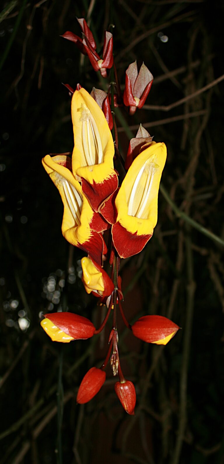 Thunbergie mysorská (Thunbergia mysorensis)