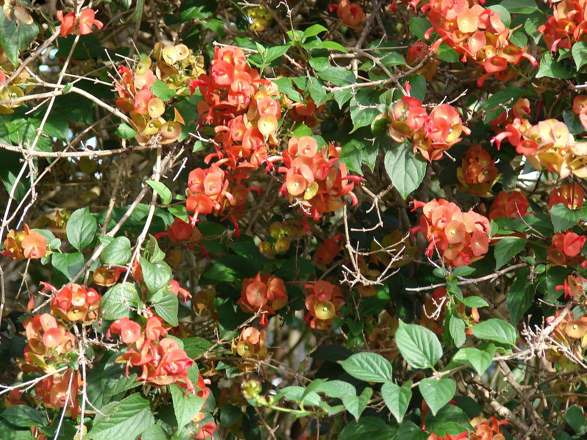 Holmskioldia krvavá