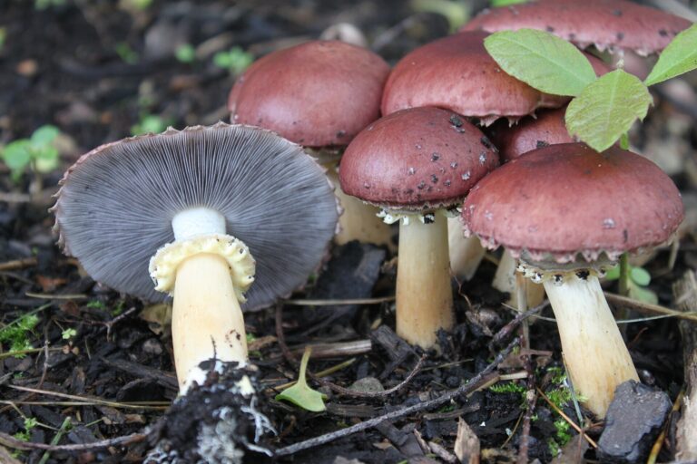 Límcovka vrásčitoprstenitá Límcovka vrásčitoprstenitá (Stropharia rugosoannulata)