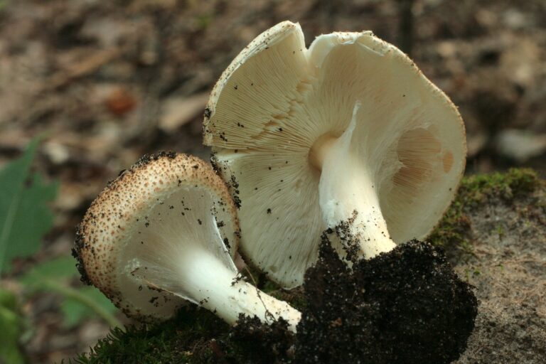 Bedla ostrošupinatá (Echinoderma asperum)