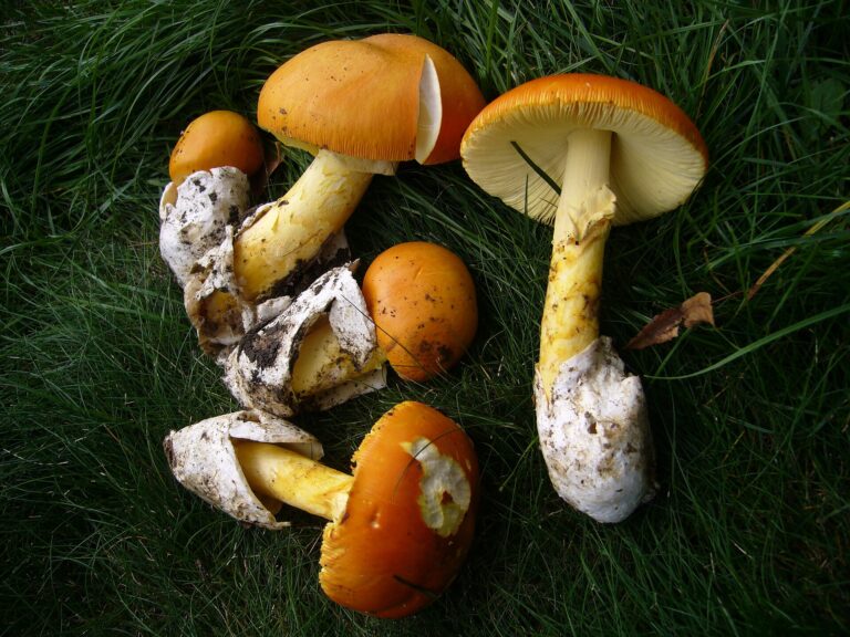 Muchomůrka císařka (Amanita caesarea)