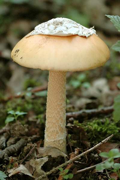 Muchomůrka šafránová