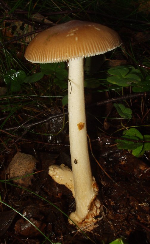 Muchomůrka ryšavá