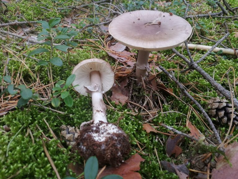 Muchomůrka porfyrová Muchomůrka porfyrová (Amanita porphyria)