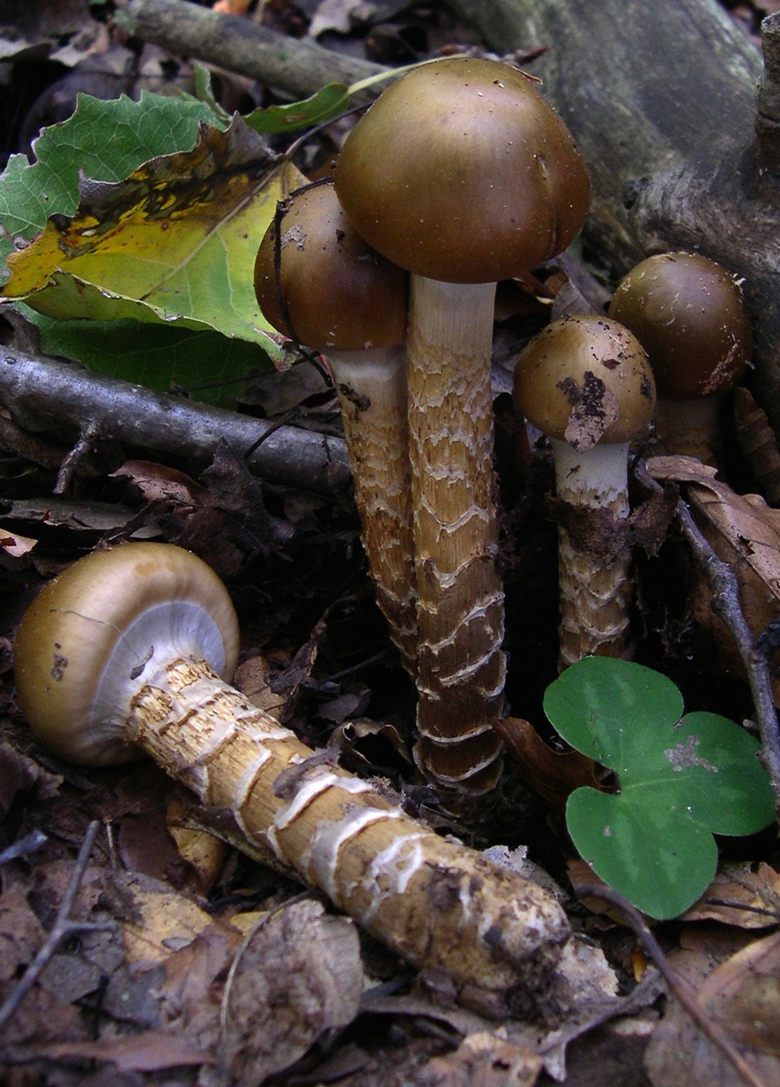 Pavučinec osikový