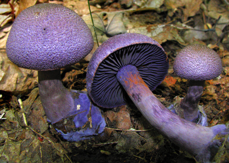 Pavučinec fialový (Cortinarius violaceus)
