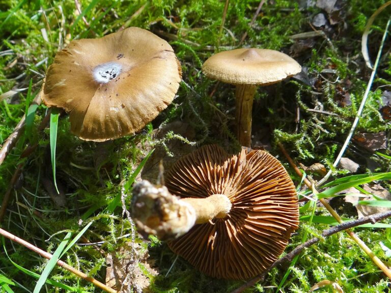 Pavučinec kolouší (Cortinarius hinnuleus)