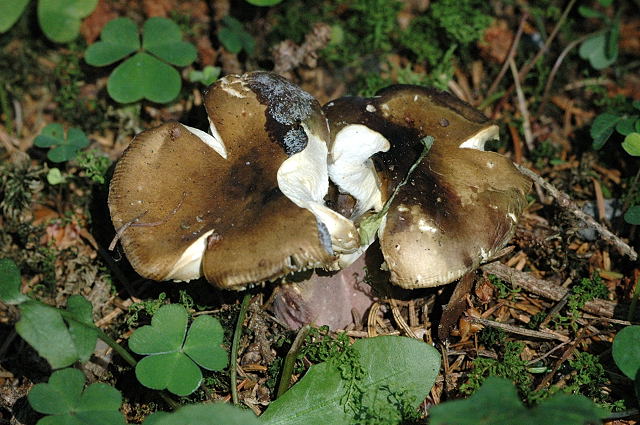 Holubinka olivová