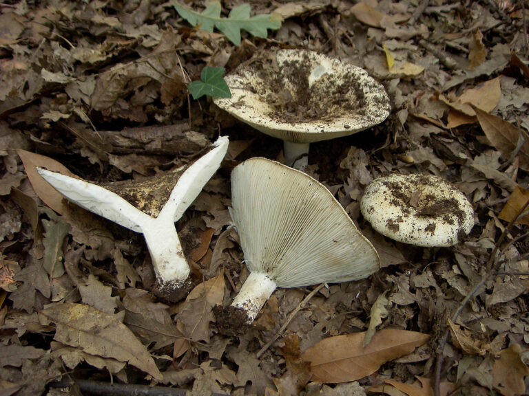 Holubinka sinavá (Russula chloroides)