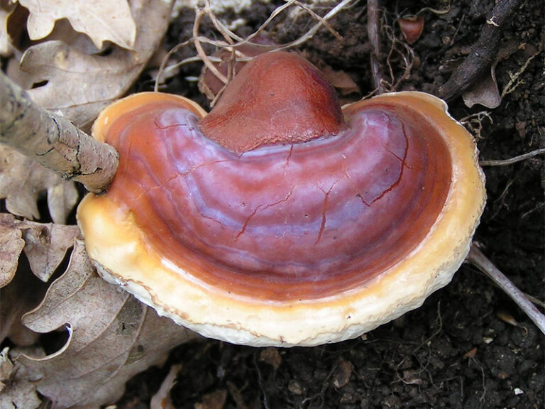 Lesklokorka lesklá