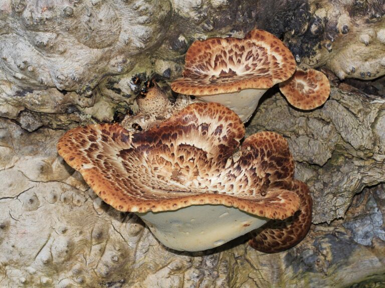 Choroš šupinatý (Polyporus squamosus)