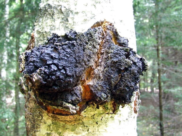 Rezavec šikmý (Inonotus obliquus)