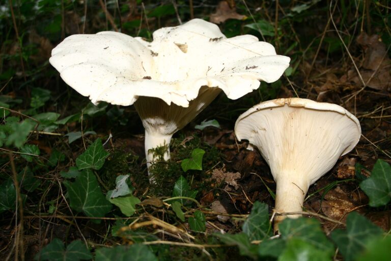 Běločechratka obrovská (Leucopaxillus giganteus)