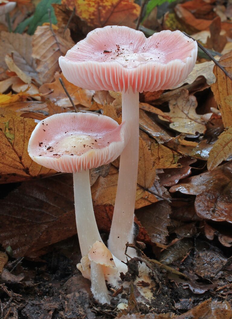 Helmovka růžová Helmovka růžová (Mycena rosea)